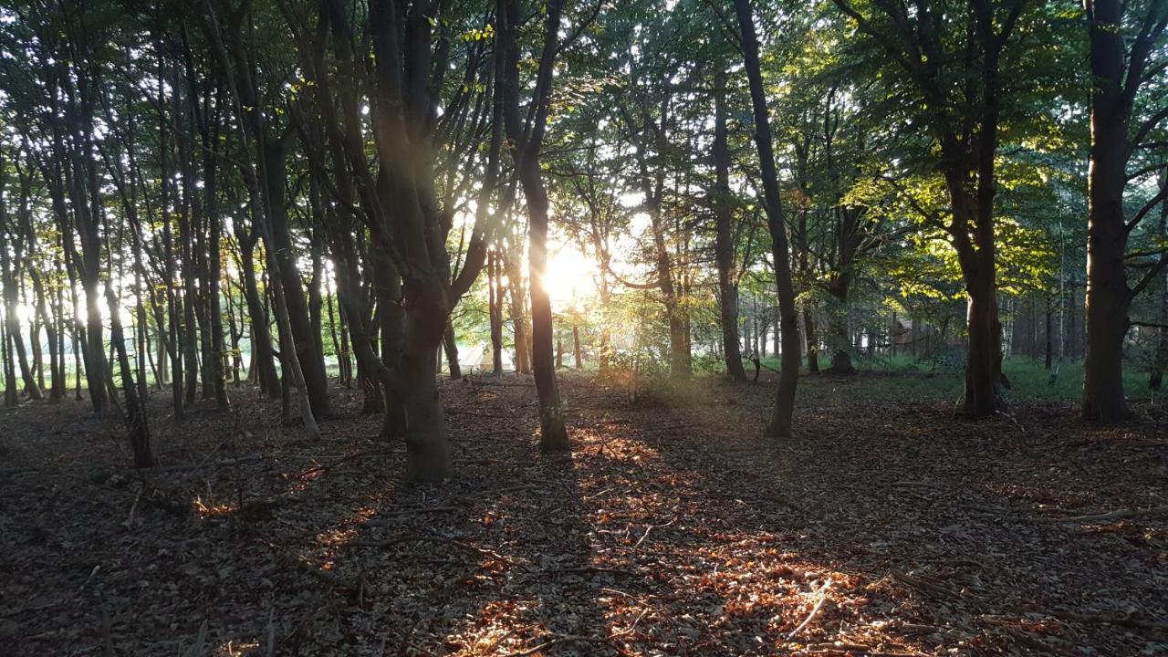 Kemping Glamping Pod Im Wald Mit Hund Nordholz